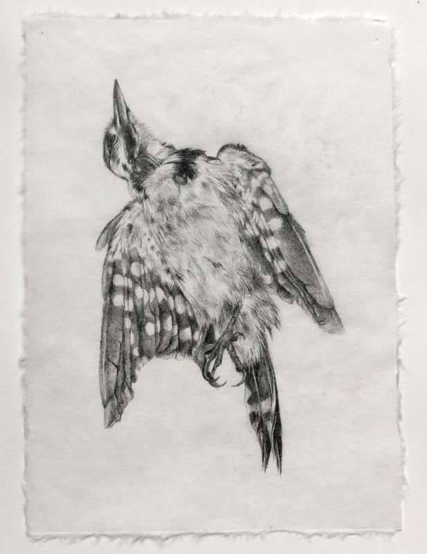 _cimetière aux oiseaux_, 2023, Crayon Graphite sur papier Japon Shunyo 19gr. 25 x 21 cm
