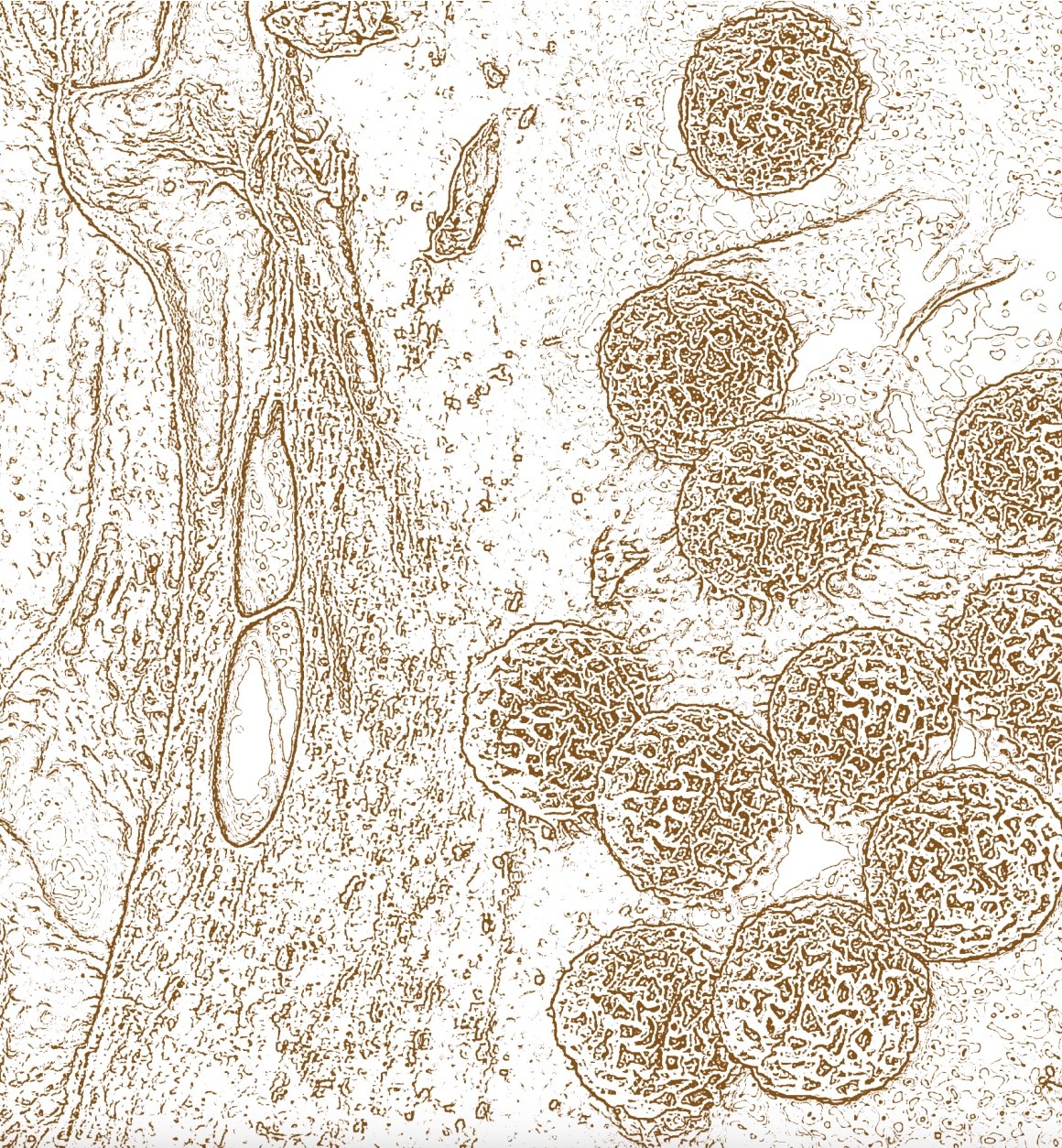 Living Earth Festival