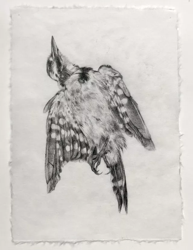 1710945870-cimetiere-aux-oiseaux-2023-crayon-graphite-sur-papier-japon-shunyo-19gr-25-x-21-cm.jpg